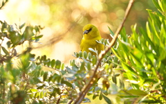Chlorodrepanis virens