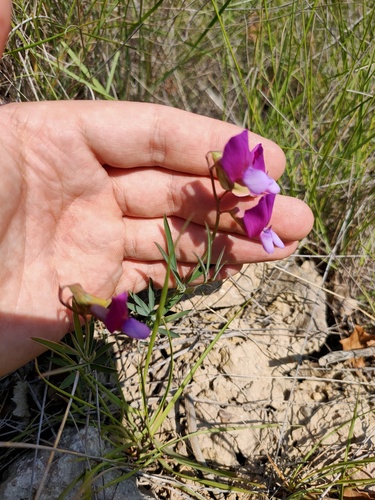 Lathyrus digitatus, photograph 6