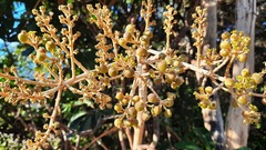 Didymopanax macrocarpus