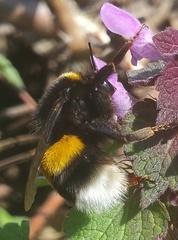 Bombus
