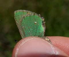 Callophrys dumetorum