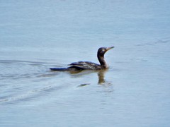 Nannopterum brasilianum