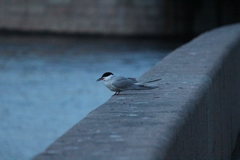 Sterna hirundo