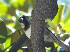 Passer domesticus