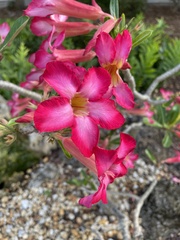 Neriinae