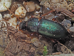 Ophonus azureus