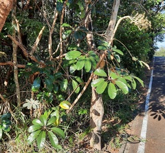 Didymopanax macrocarpus