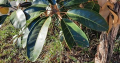 Didymopanax macrocarpus