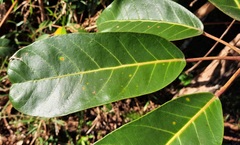 Didymopanax macrocarpus