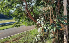 Didymopanax macrocarpus