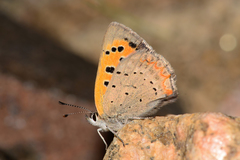 Lycaena phlaeas arctodon
