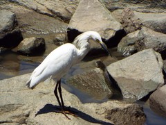 Egretta thula