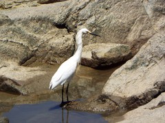 Egretta thula