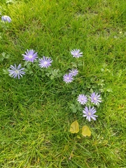 Anemonoides apennina