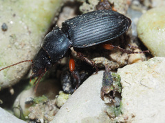 Harpalus rubripes