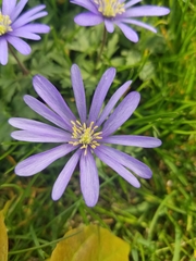 Anemonoides apennina