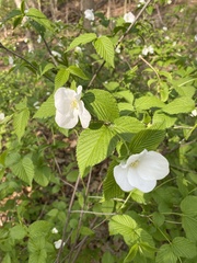 Rhodotypos scandens