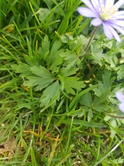 Anemonoides apennina