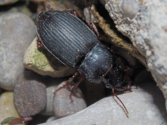 Harpalus rubripes