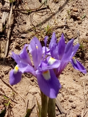Moraea sisyrinchium