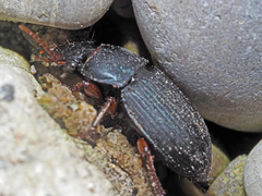 Harpalus rubripes