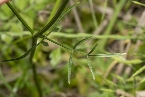 Image of Oenanthe globulosa by (c) Eleftherios Katsillis, some rights reserved (CC BY)
