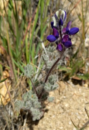 Lupinus concinnus ssp. concinnus