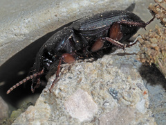 Harpalus rubripes