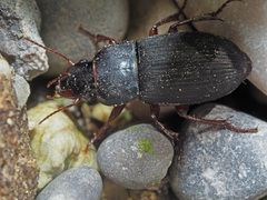 Harpalus rubripes