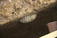 Chiton squamosus