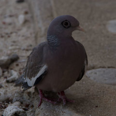 Patagioenas corensis