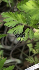 Formicidae