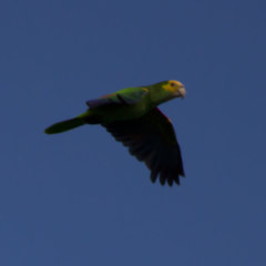 Amazona barbadensis