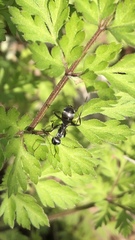 Formicidae
