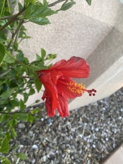 Hibiscus