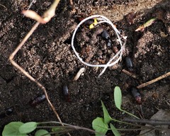 Trichotichnus vulpeculus