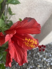 Hibiscus
