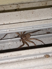 Selenops