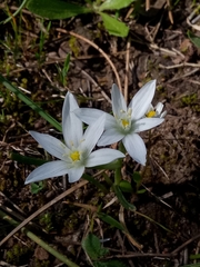 Ornithogalum baeticum