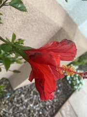 Hibiscus