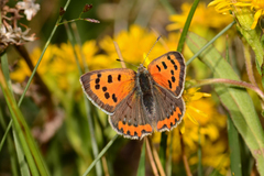 Lycaena phlaeas arctodon