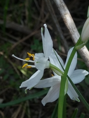 Anthericum baeticum image