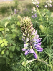 Lupinus nootkatensis