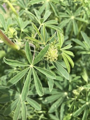 Lupinus nootkatensis