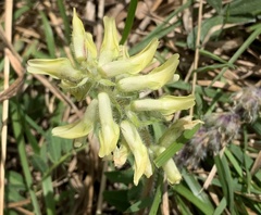 Astragalus tennesseensis