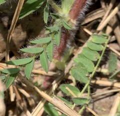 Astragalus tennesseensis