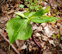 Trillium flexipes