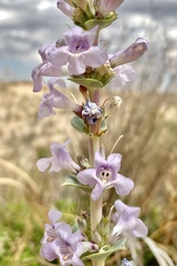 Penstemon buckleyi