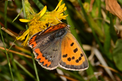 Lycaena phlaeas arctodon