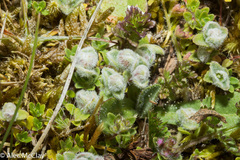 Aceria thomasi